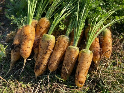 農薬・化学肥料不使用！金美人参5kg