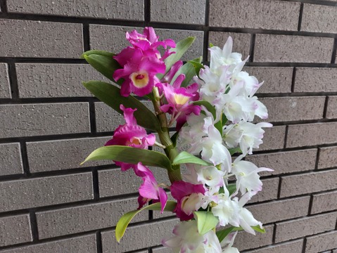 今シーズン最終です!! 【アワード受賞福袋】箱いっぱいの蘭・シンビジウムの切り花＋デンドロビウムの切り花❁⃘*.ﾟいろんな蘭が楽しめるお楽しみ福箱