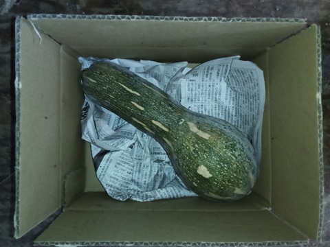 【えひめ・しまなみの島かぼちゃ】瀬戸内よりお届け！愛媛県産かぼちゃ（鶴首かぼちゃ）1個【約1.3〜1.5kg・ご家庭用】カタチもさまざまなかぼちゃたちをお楽しみください！