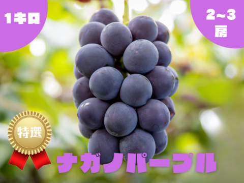 信州ナガノパープル2房約1kg×2箱 特選】ナガノパープル・1kg・2房：長野県産のナガノパープル