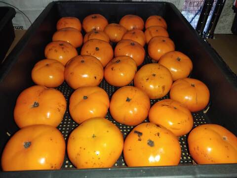 ✨規格外品！【甘柿（富有柿）】1.1kg（10～14玉）　農薬肥料不使用の自然栽培（お試しサイズ）✨