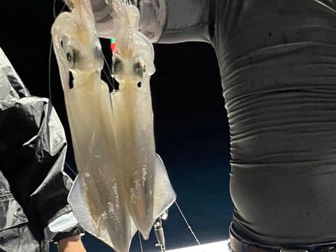 朝絞め!甘みと品があるヤリイカ 2kg 玄界灘 一本釣り