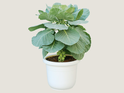 栽培体験 芽キャベツを鉢植えで育ててみませんか 10号鉢 栽培資料付き 予約販売 静岡県産 食べチョク 農家 漁師の産直ネット通販 旬の食材を生産者直送