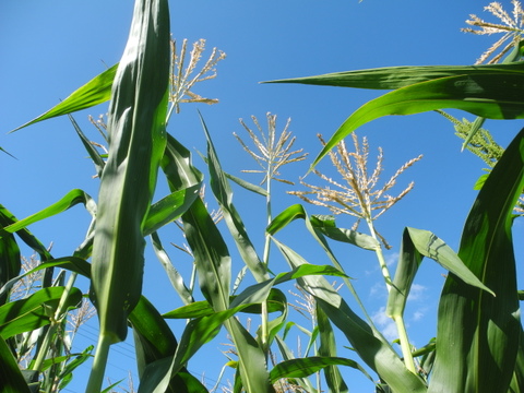 信州佐久産　笑顔はじける！ポップコーン豆つぶつぶ 80g×3袋《自分だけのオリジナルポップコーンを楽しもう！》