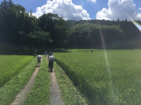 【お米のプロが作るお米！】
令和7年産 ミルキークイーン (白米5kg/茨城県笠間産)