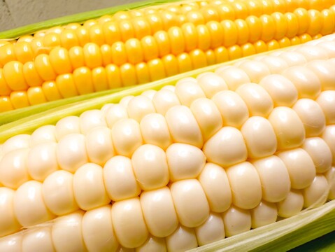 朝採り16本🌽白いとうもろこしと黄色いとうもろこしのセット(8本×2種)