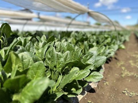 野菜のプロが認めるほうれん草！食べたもん勝ちのほうれん草❗️葉肉の厚さと豊かな甘みが特徴❗️
約1200g（約300g×4袋）