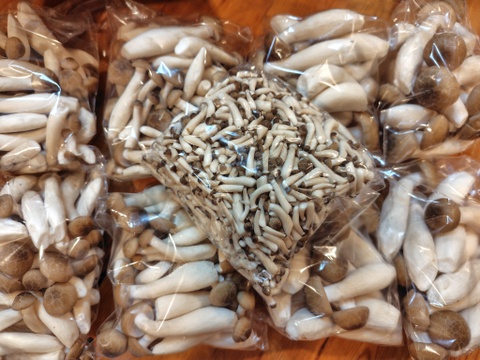 朝採り!!　"カットぶなしめじ"詰め合わせ たっぷり8袋セット