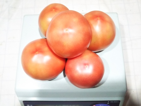 トマト好き集まれ！！完熟フルーツトマト(フルーティカ）・桃太郎トマトセット。「露地栽培の畑でタップリ日光を浴びて完熟状態での収穫です」各々１Ｋｇ詰めでお届けします