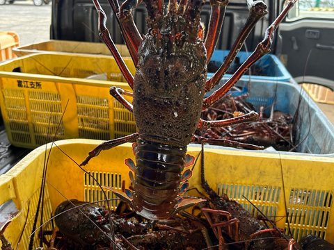 五島列島産 伊勢海老 1kg