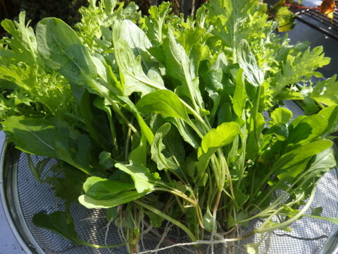 里芋・ターサイ・三池高菜やルッコラ、ワサビ菜・赤大根など　冬野菜おまかせセット！（たっぷり１００サイズ箱Ｌサイズ）