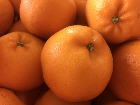 はるみ｜春を先取りする優しい甘さのご褒美みかん｜ご家庭用5kg