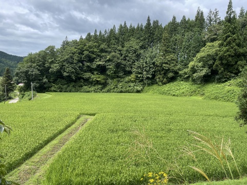 【7年産新米】 残留農薬ゼロの特別栽培米あきたこまち 5kg （玄米）特Aランク 一等米