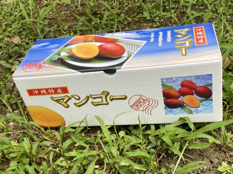 [予約]  (贈答品)沖縄県産マンゴー
1〜1.2kg(3玉)  化粧箱入り