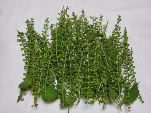 香り爽やか！紫蘇の実(穂紫蘇)100g