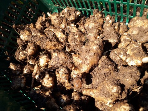 [限定]自然栽培の菊芋 3.5キロと自然栽培のジャンボ黒ニンニク380gのお得なセット