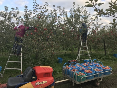 【販売開始！】青森県産りんご「ぐんま名月」家庭用 キズ有 約5kg 【光センサー選果・高リピート率】