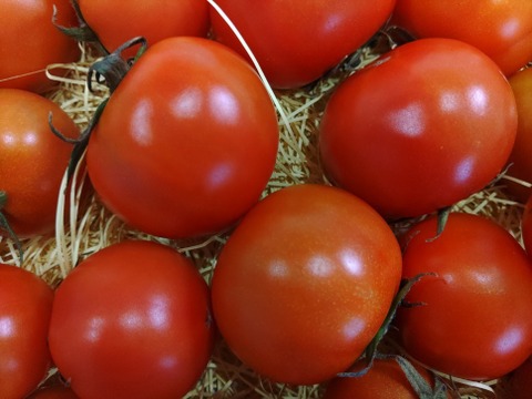 歯応えのある更に美味しくなった高糖度ミディトマト「光」1㎏箱　北海道産