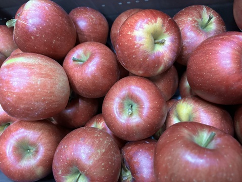 小玉【シナノスイート】5kg(20〜23玉)入り🍎完熟りんご