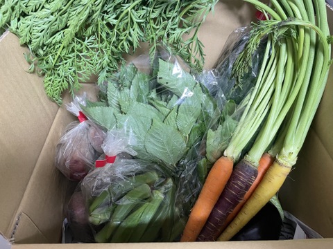 旬＊お試し野菜セット(６～7品目)