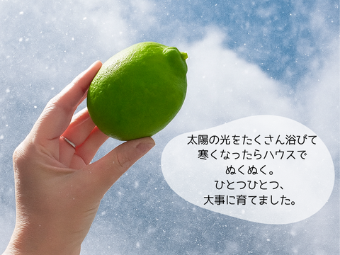 山形県白鷹町産】楽しい♪食べ比べ🍋璃の香＆マイヤーレモン 1kg：山形