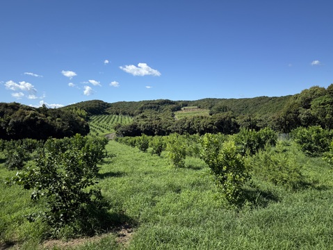 【天皇杯受賞農家】高知県大月町産・農家直送 こじゃんとレモン 5kg（化学肥料/防腐剤/ワックス不使用）