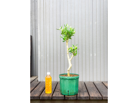 オリーブ 鉢植え フラントイオ｜育てやすい シンボルツリー・盆栽にも最適　23