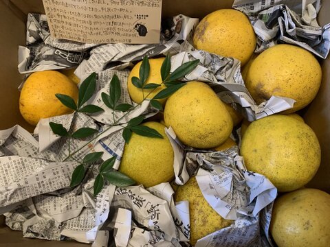 MOTTAINAIみかん！和製グレープフルーツ【河内晩柑】箱込み6kg 栽培期間中農薬不使用だからこそお届けできる冬でも食べられる天草特産の和製グレープフルーツ