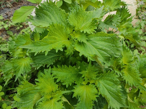 🥒🌿夏の薬味セット！【清涼感バツグン】朝採りキュウリ10本と香る朝採れ青紫蘇25枚のさっぱりセット｜浅漬け・冷やし麺・サラダに｜農薬・化成肥料不使用🥒🌿