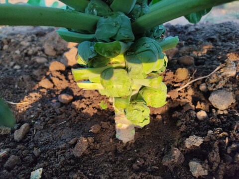 ✨農薬・化成肥料不使用の新鮮芽キャベツ約300g+コカブ約1㎏✨冬の温かい食卓セット😊