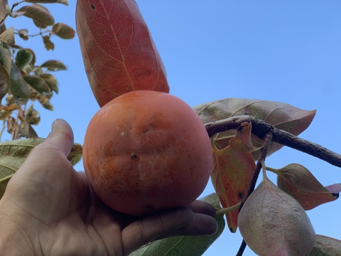 【冬ギフト】定番を極めた最高級の富有柿（4kg）