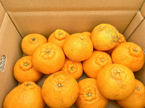 【とろける果肉、濃厚】段畑デコ　2キロ　ご家庭用