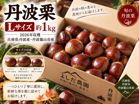 【2026年新栗】丹波栗 Lサイズ 約1kg 兵庫県丹波産・秋の味覚・採れたて発送 栗 生栗 産地直送 栗ご飯