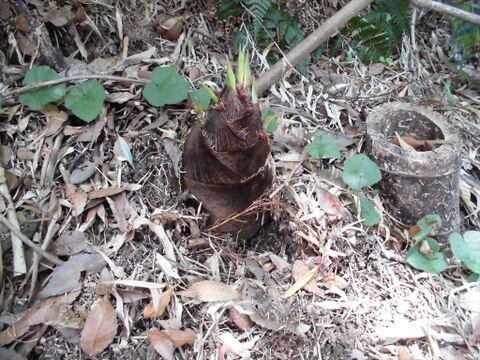 朝掘り！無肥料自然栽培　兵庫県産タケノコ５kg