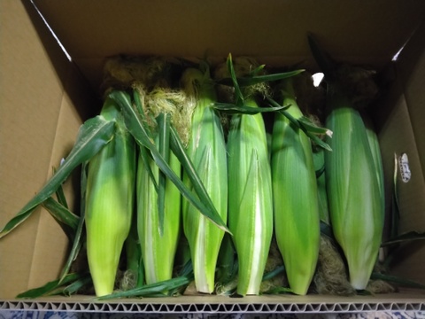 本日発送🌽サニーショコラ🌽(13～16本)