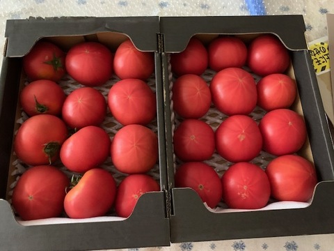 【北海道産】🍅樹上熟3段採り🍅桃太郎トマト4kg（2kg箱× 2） 〈訳あり品〉