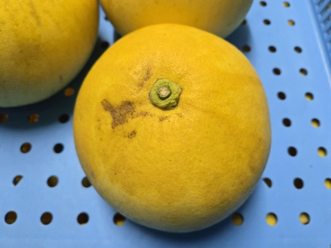 ★完全自然栽培品　コンボ商品　晩白柚（ザボン） 2玉　文旦 25玉～