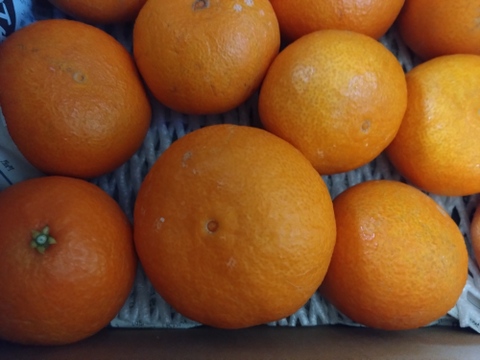 愛媛県産　愛果28号　ご家庭用　5キロ