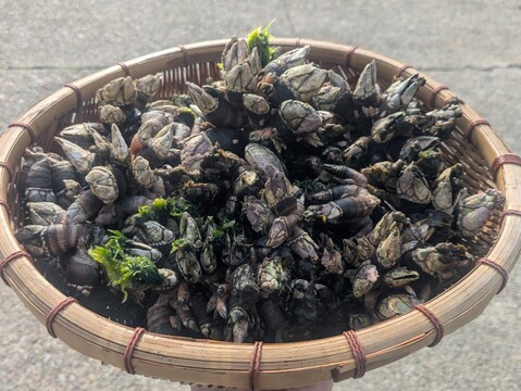 【採れたて直送】山陰産「カメノテ」生　1kg　※汁物やおつまみに最適！