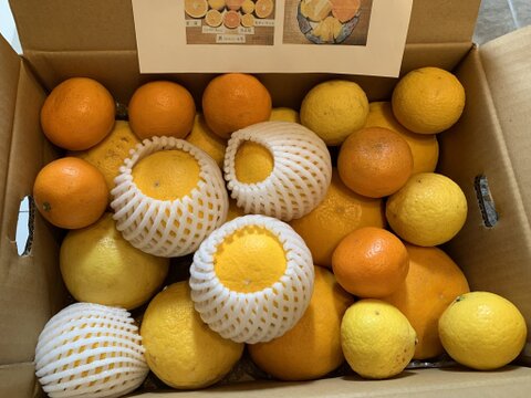 「規格外」伊豆ﾆｭｰｻﾏｰｵﾚﾝｼﾞ他「初夏の味覚/お楽しみ柑橘５種セット」　ご家庭用/正味4.5㎏