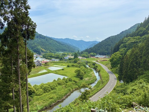 森で育てた自然栽培本柚子！1kg（12個）