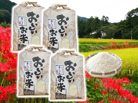 もっちり食感甘い！熊本県産お米（森のくまさん）２０ｋｇ（５㎏×４袋）