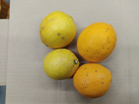 レモン　家庭用２種類　箱込み２キロ