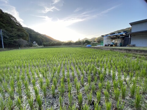 伊勢ヒカリ　もちもち玄米（農薬化成未散布栽培）