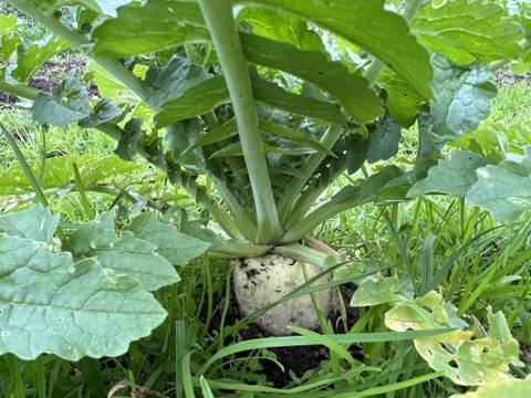 旬の野菜を堪能できる。朝採れ自然栽培野菜セット　５～７種類　約３～４kg