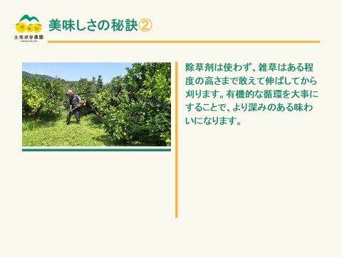 🏆食べチョク柑橘グランプリ銀賞　土佐文旦　家庭用　大玉　3㎏(4～5個)　黄色いしあわせ®　高知県土佐市産　”北海道への配送専用商品です”