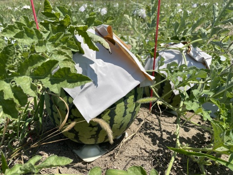 農薬・化学肥料栽培中不使用！夏のひとりじめ
