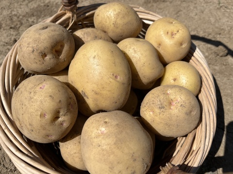 【2026年5月発送予約】旬の新じゃが！「キタアカリ」【農薬・化学肥料・除草剤不使用】（2kg）