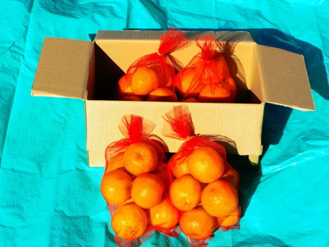１０キロ箱ポンカン８ネット入り(１ネットM玉７～８個入り)