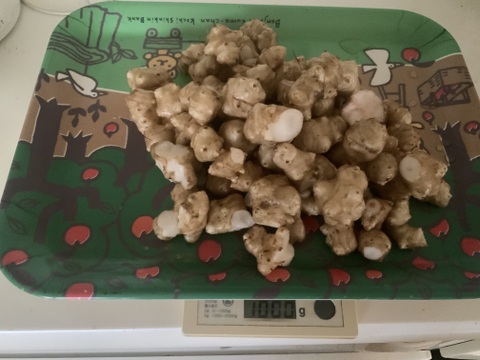 天然のインシュリン　自然栽培の菊芋